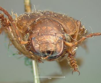 Media type: image;   Entomology 5884 Aspect: head frontal view